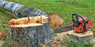 Best Fruit Tree Pruning  in Edgewood, IN
