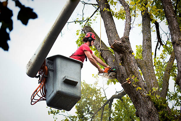 Trusted Edgewood, IN Tree Removal Experts