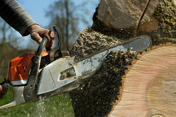Best Tree Health Inspection  in Edgewood, IN